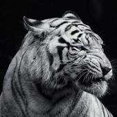 Dangerous Tiger wallpaper 1.0