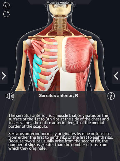 My Muscle Anatomy screenshot 12