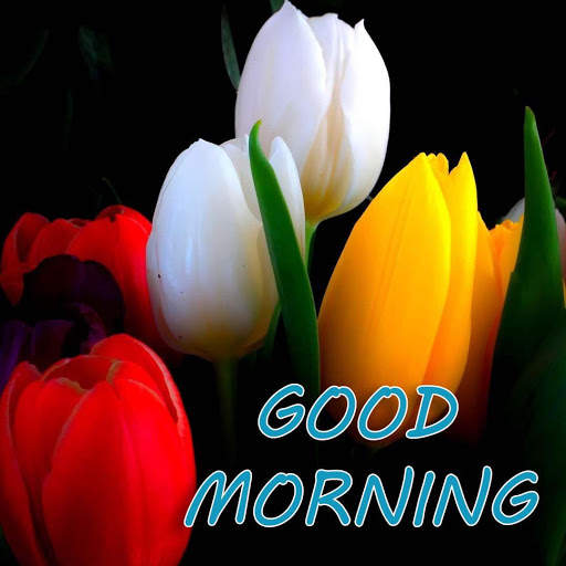 Good morning Flower Images Colorful Roses 4K 4 تصوير الشاشة