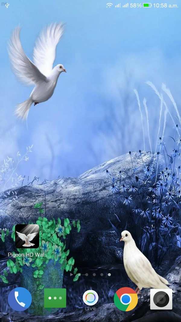Pigeon HD Wallpaper screenshot 12