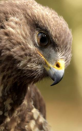Eagle Live Wallpaper HD screenshot 2