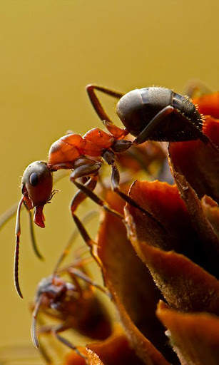 Ant Wallpaper screenshot 3