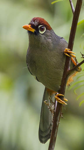 Bird Wallpapers HD screenshot 14
