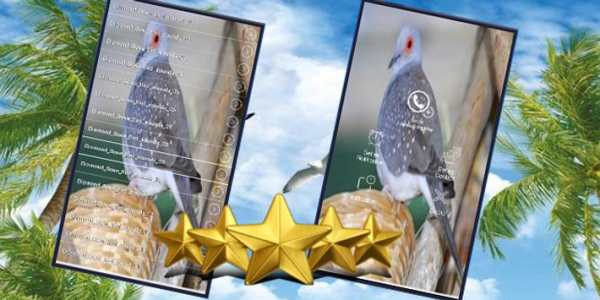 Australian Diamond Dove Bird : Diamond Dove Sounds screenshot 1