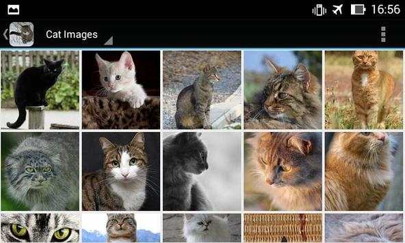 CatBG: Cat Wallpapers screenshot 12