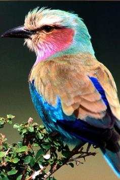 Birds Wallpaper screenshot 10