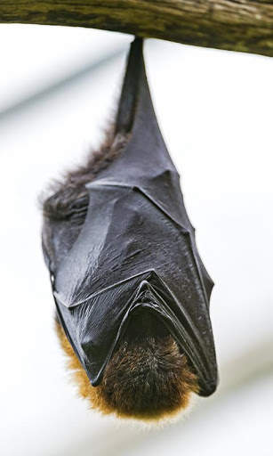 Bat Wallpaper screenshot 3