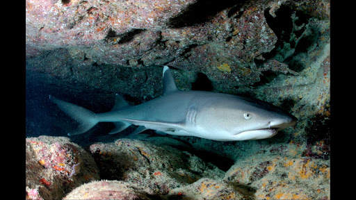 Tipped Reef Shark. Wallpapers screenshot 4