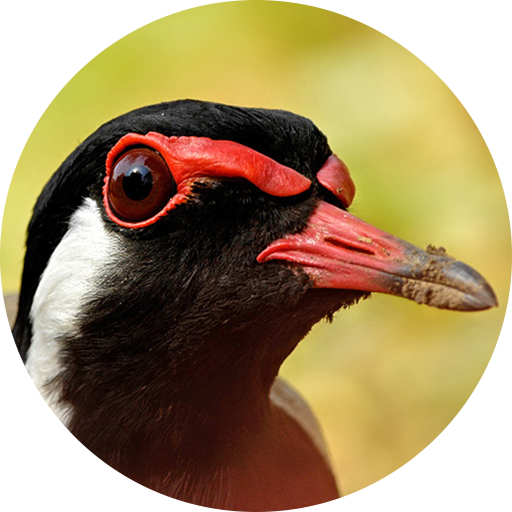 Red-wattled lapwing Bird Sounds icon