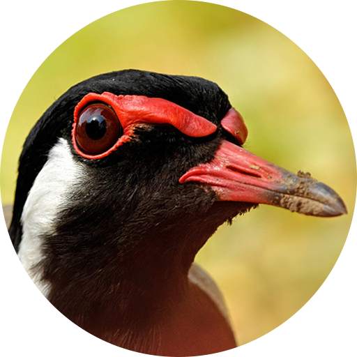 Red-wattled lapwing Bird Sounds 1.6