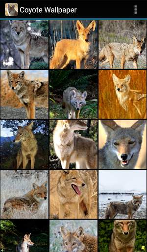 Coyote Wallpaper screenshot 2