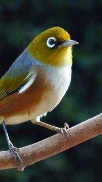 Canary Bird Wallpapers HD screenshot 10
