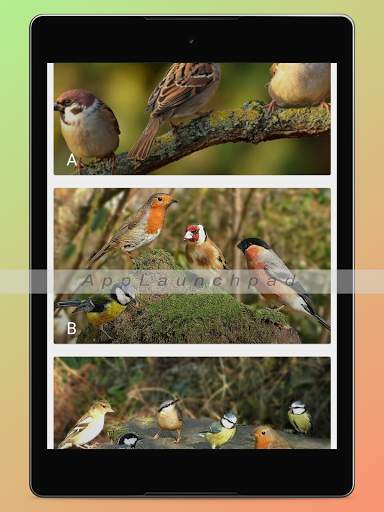 Bird Songs Ringtones screenshot 15