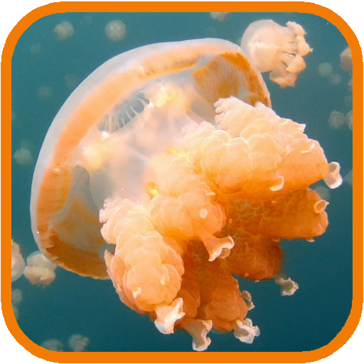 Jellyfish. Video Wallpaper icon