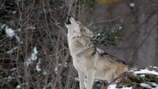 Wolf Live Wallpaper (Wallpapers & Backgrounds) screenshot 6