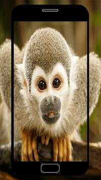 Monkey Wallpapers screenshot 2