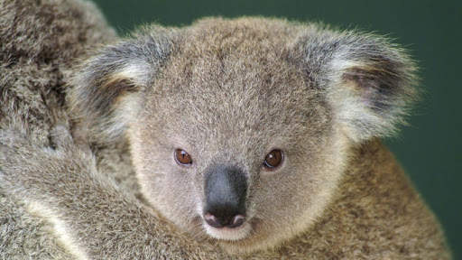 🐨 Koala Wallpapers screenshot 4