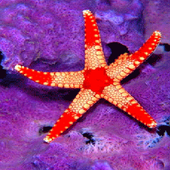 Star Light Fish LWP icon