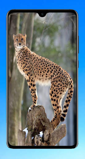Cheetah Wallpaper 4K screenshot 16