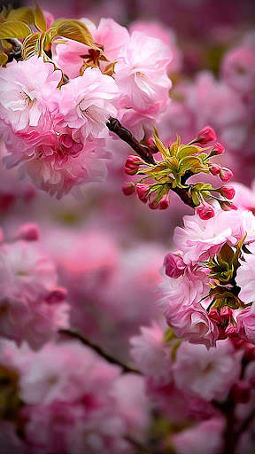 Beautiful Spring Wallpaper screenshot 16