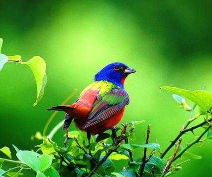 Bird Wallpaper Ringtone screenshot 5