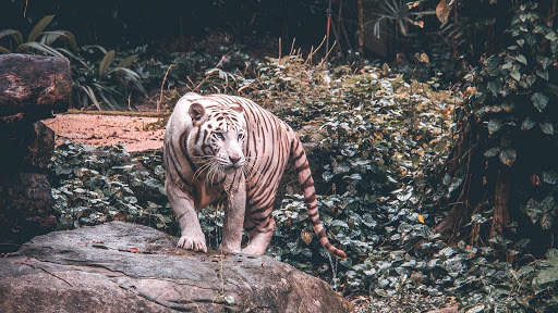 White Tiger Live Wallpaper (Backgrounds) 8 تصوير الشاشة