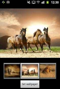Wild Animals ADW Launcher screenshot 5