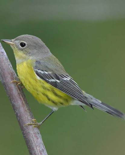 Appp.io - Warbler bird sounds screenshot 1