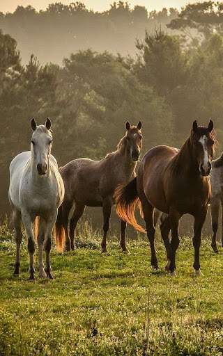 Horse Wallpapers | hd backgrounds screenshot 1