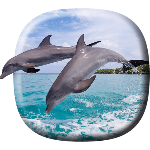 Dolphins Video Live Wallpaper icon