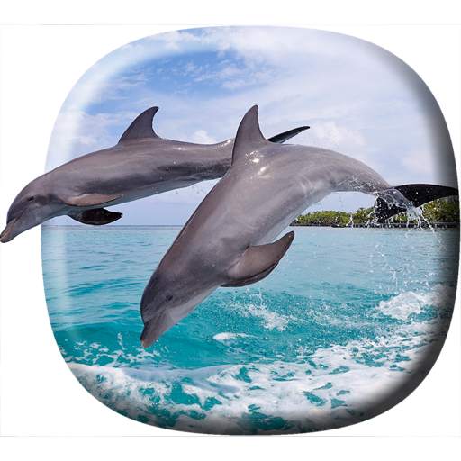 Dolphins Video Live Wallpaper 4.0