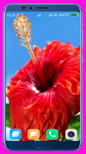 Hibiscus Flower Wallpaper Best 4K screenshot 16
