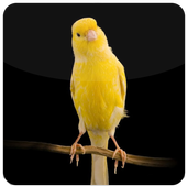 Cantos dos Canarios icon
