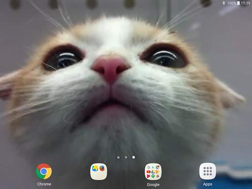Cat Lick Screen Live Wallpaper screenshot 8