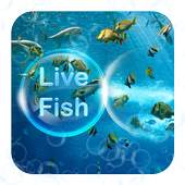 Live Fish Theme 1.1.1
