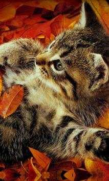 Funny kitty pet screenshot 1