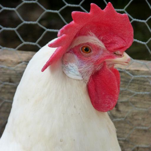 Chicken Sounds icon