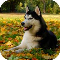 Beautiful Husky Live Wallpaper logo
