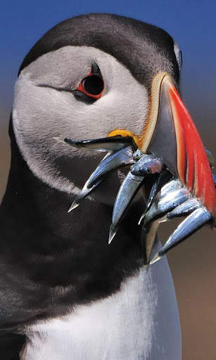 Puffin Wallpaper screenshot 1