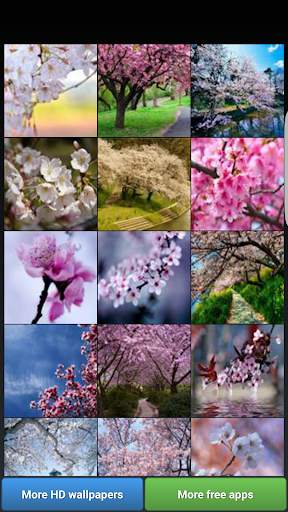 Sakura Cherry Blossoms HD Wall screenshot 1
