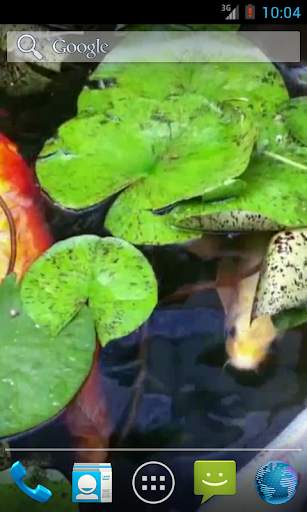 Real Pond With Koi Video Live Wallpaper screenshot 4