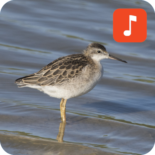 Snipe bird calls icon
