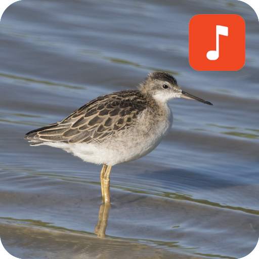 Snipe bird calls 1.0.2