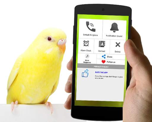Best Bird Sounds And Ringtones screenshot 2