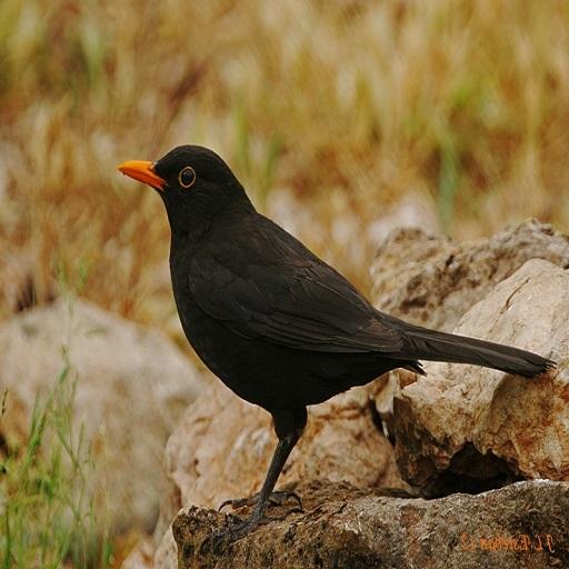 Blackbird Singing icon