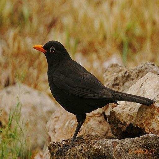 Blackbird Singing 1.0