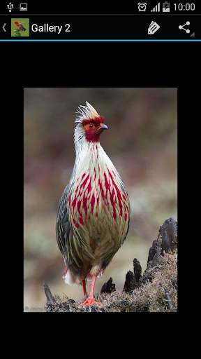 Birds Galleries screenshot 2