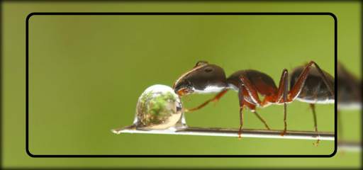 Ant Wallpaper screenshot 7