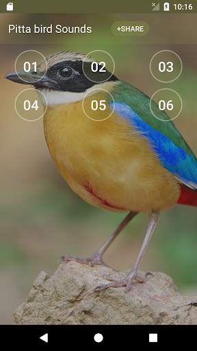 Pitta (genus) bird sound ringtones screenshot 1