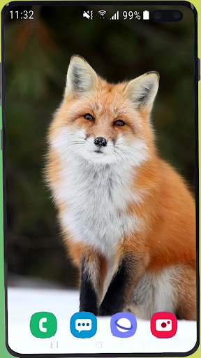 Fox Wallpaper Best HD screenshot 7